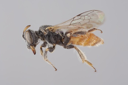 [Anthrenoides female (lateral/side view) thumbnail]